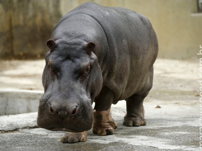 Após apanhar, bêbado diz ter sido atacado por hipopótamo