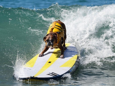 Cães "radicais" disputam campeonato de surfe na Califórnia