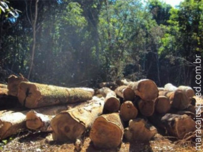 PMA investiga denúncia de crime ambiental praticado por prefeitura do interior