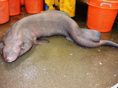 Tubarão "feio" comparado a sofá jogado fora é capturado na Escócia