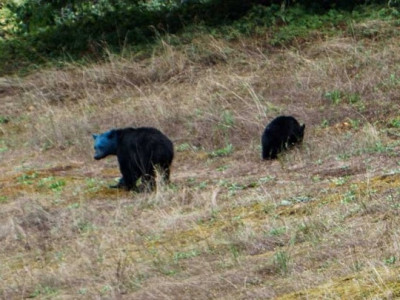 Canadense flagra ursa com cabeça pintada de azul 