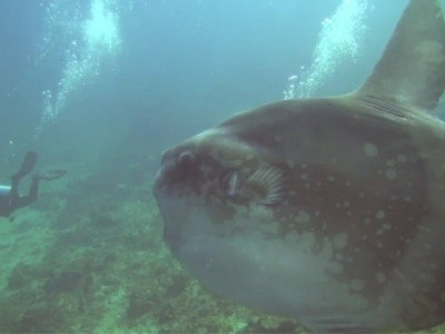 Mergulhador registra encontro incrível com peixe-lua em mergulho