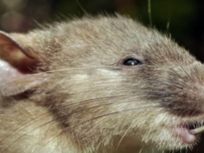 Cientistas descobrem na Indonésia nova espécie de mamífero