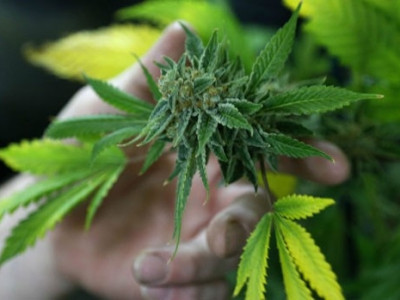 Uruguai venderá maconha legal nas farmácias a partir de 2016