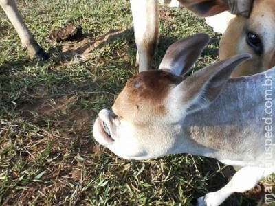 Bezerro nasce com deformação facial em fazenda de MS