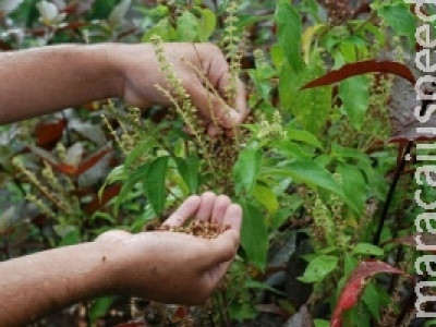 Incra e Fiocruz firmam acordo para incentivar pesquisas