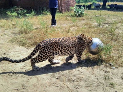 Leopardo com sede prende cabeça em pote de metal na Índia