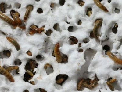 A larva que come plástico e pode ter papel-chave em reciclagem