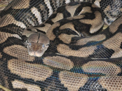 Cientistas desvendam segredo das cobras para deslizar sobre o chão