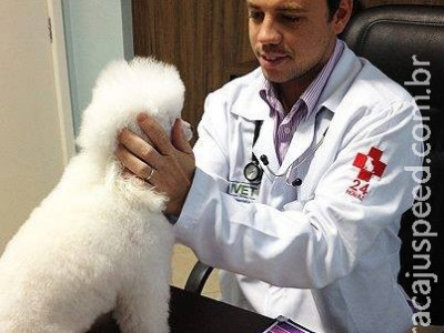 Veterinário alerta sobre câncer de mama em animais domésticos