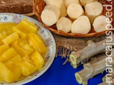 Pesquisa desenvolve mandiocas biofortificadas nas cores creme, amarela e rosada