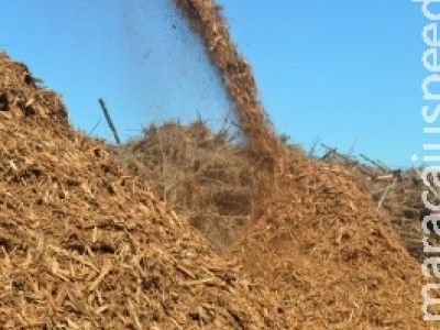 Energia limpa: setor de biomassa ganha força no País