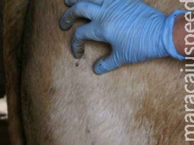 Infestação de carrapatos em bovinos aumenta nesta época do ano