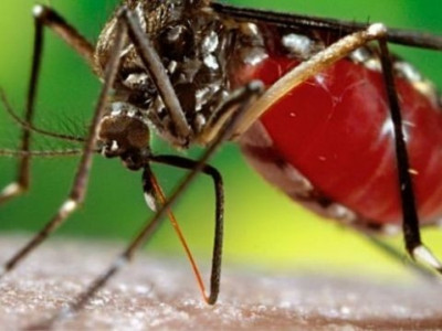 Anvisa aprova vacina contra a dengue