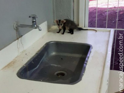Intruso? Gambá invade sala e adia aula em universidade da Capital