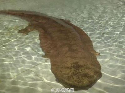Salamandra gigante de 1,4m e mais de 200 anos é achada na China