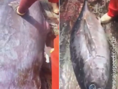 Pescador abre peixe enorme e encontra outro de 22 kg dentro
