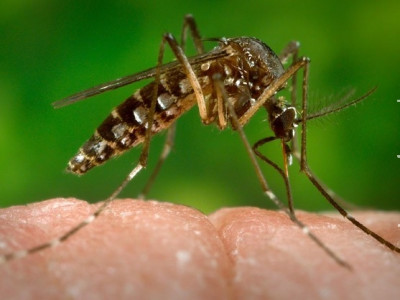 Por que o mosquito Aedes aegypti transmite tantas doenças?