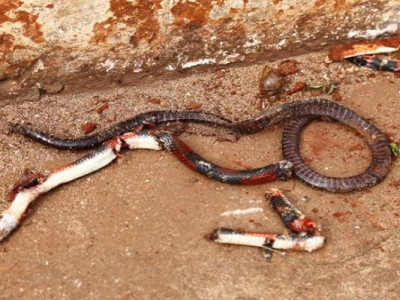 Jardineiro vai parar no hospital após matar cobra durante limpeza de terreno