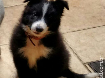 PROCURA-SE – Cachorrinho filhote desaparecido no Bairro Paraguai