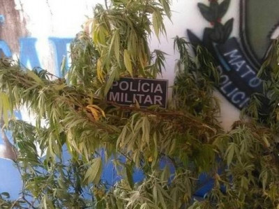 Comerciante que mantinha "árvore" de maconha no quintal de casa é preso