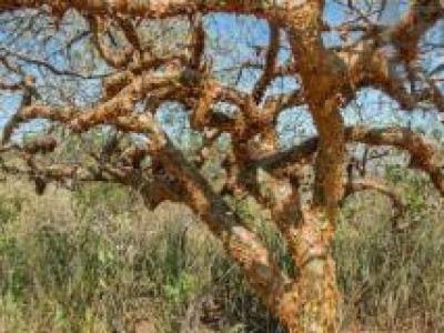 Plantas da Caatinga podem ajudar a combater Aedes aegypti