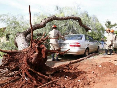 Depois de perder a raiz durante obra, árvore cai em veículo estacionado