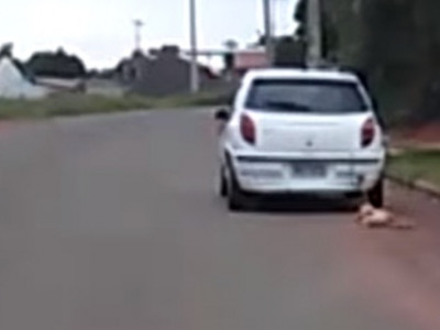 Polícia caça motorista que amarrou cão a veículo e arrastou pelas ruas