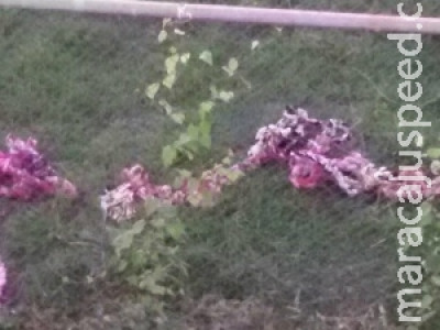 Polícia aborta tentativa de fuga no presídio de Dourados