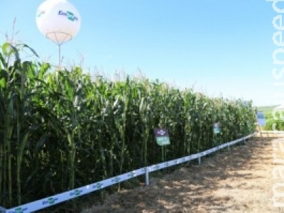 Para evitar praga nas lavouras, técnica de manejo é estratégia de produres