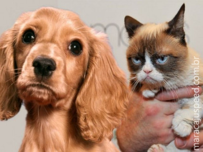 Cães ou gatos: quem ama mais seus donos?