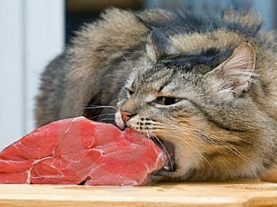 Marido de 30 anos agride adolescente porque gato comeu mistura do almoço