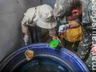 Sem dados de infestação, combate ao Aedes aegypti é feito "no escuro"