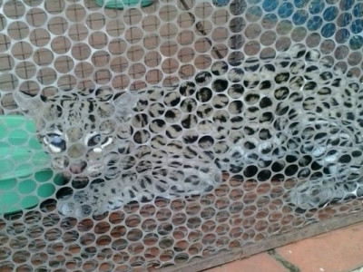 Jaguatirica atropelada em rodovia de MS é resgatada com vários ferimentos