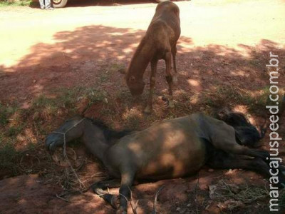 Égua abandonada com filhote morre e proprietário é autuado por maus-tratos