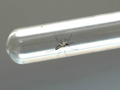 Inseticida biológico contra Aedes aegypti chega ao Ministério da Saúde