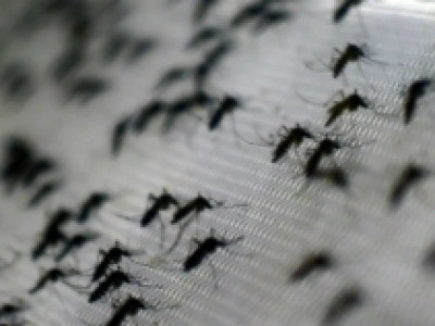 "Proliferação de zika está ligada à falta de saneamento, diz ONU"