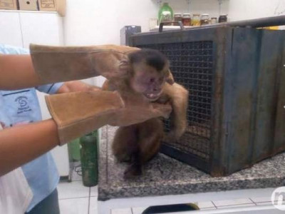 Após 9 dias internado, macaco-prego que levou choque volta à natureza