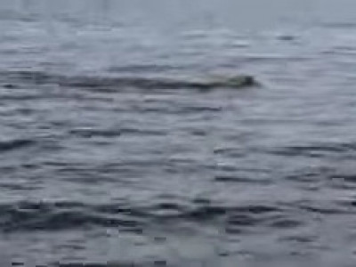 VÍDEO: empresário filma onça-pintada nadando no Rio Paraguai, no Pantanal