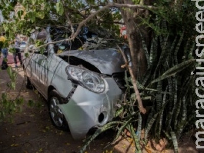 Mulher perde controle de veículo, atropela lixeira e se choca em árvore