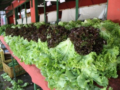 Com tudo caro, comprar verduras direto da horta ajuda a economizar