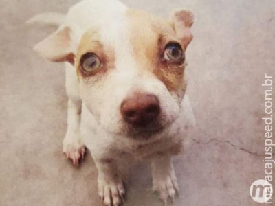 Cachorro viciado em heroína é encontrado em motel na Califórnia