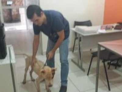 Cachorro resgatado por protetoras que foram detidas se recupera em clínica