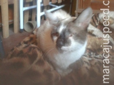 Gato que teve os olhos arrancados é resgatado por aluna e professora