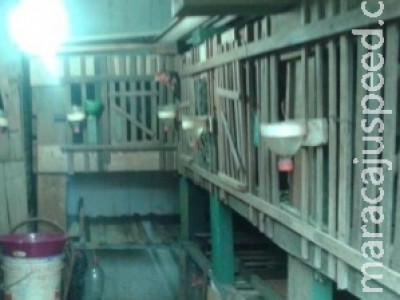 Guarda Municipal é exonerado após participar de rinha e furtar doce