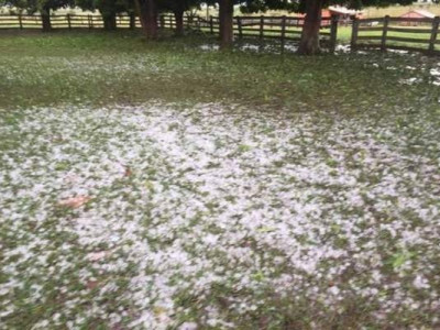 Tempestade de granizo deixa gado ferido em fazenda