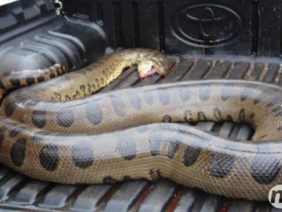 Sucuri com mais de cinco metros é atropelada na BR-262