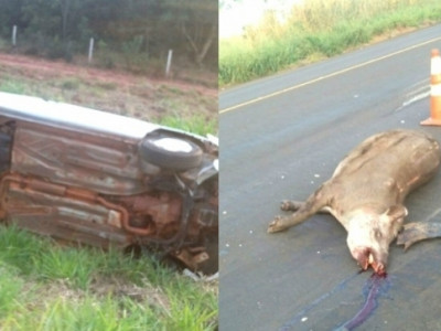 Condutor atropela anta e capota carro na BR-267