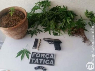 Policiais apreendem pés de maconha e arma após denúncia de cárcere privado