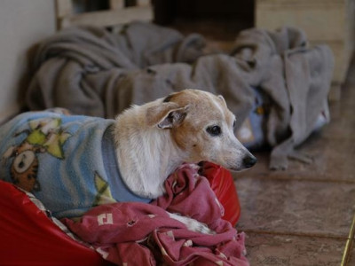 Animais também sentem o impacto do inverno, e cuidados devem ser redobrados